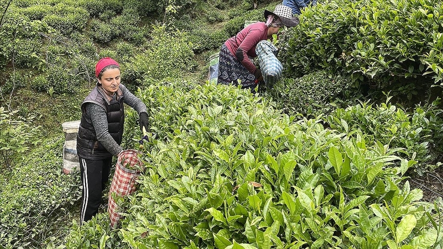 Randevulu çay sistemine geçiliyor