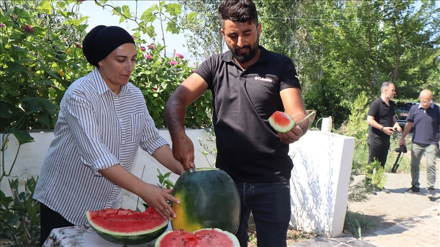 Karpuzda dördüncü hasat başladı 