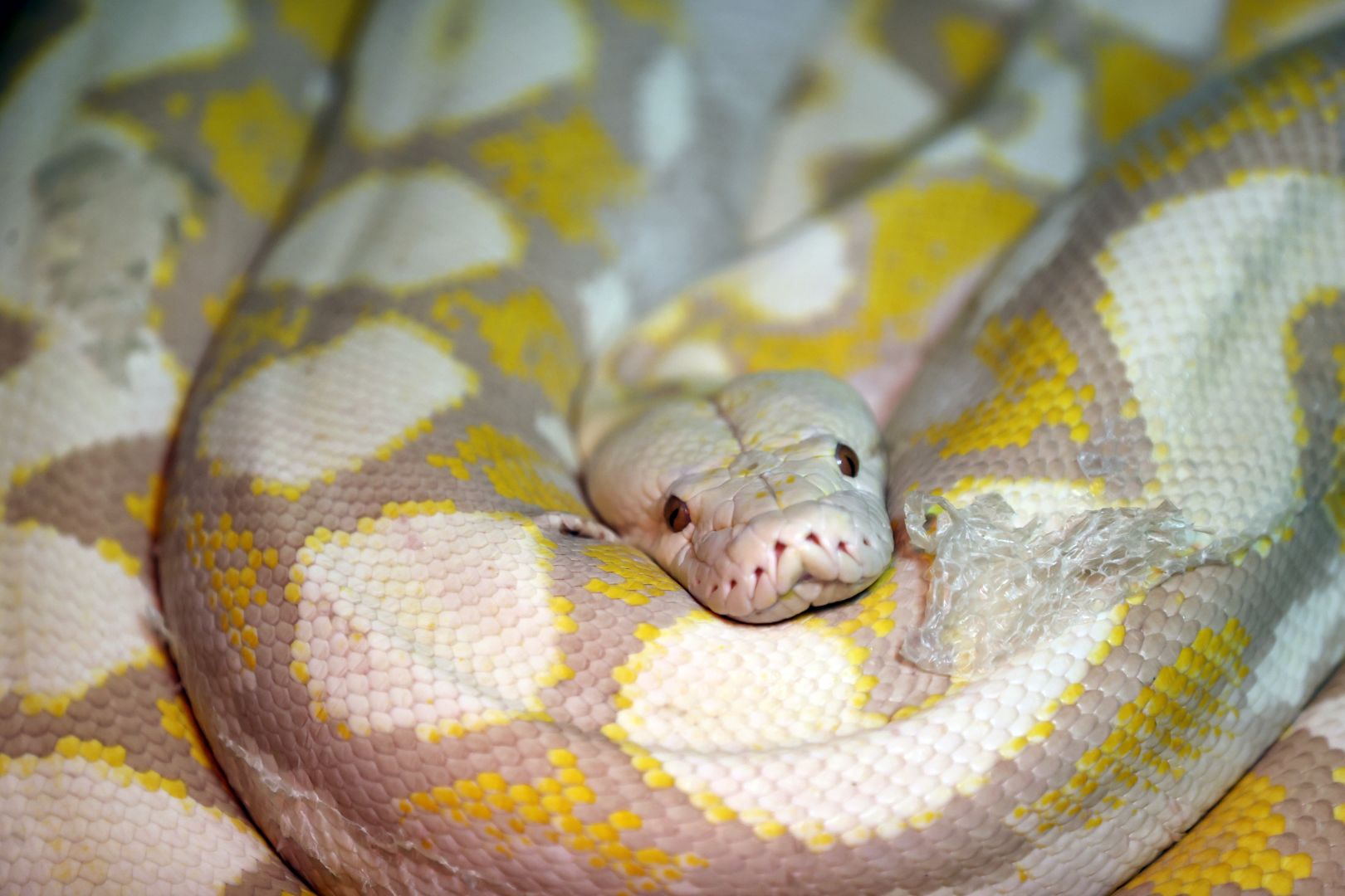 KONYA’DA ALBİNO PİTONLARA ÖZEL BAKIM