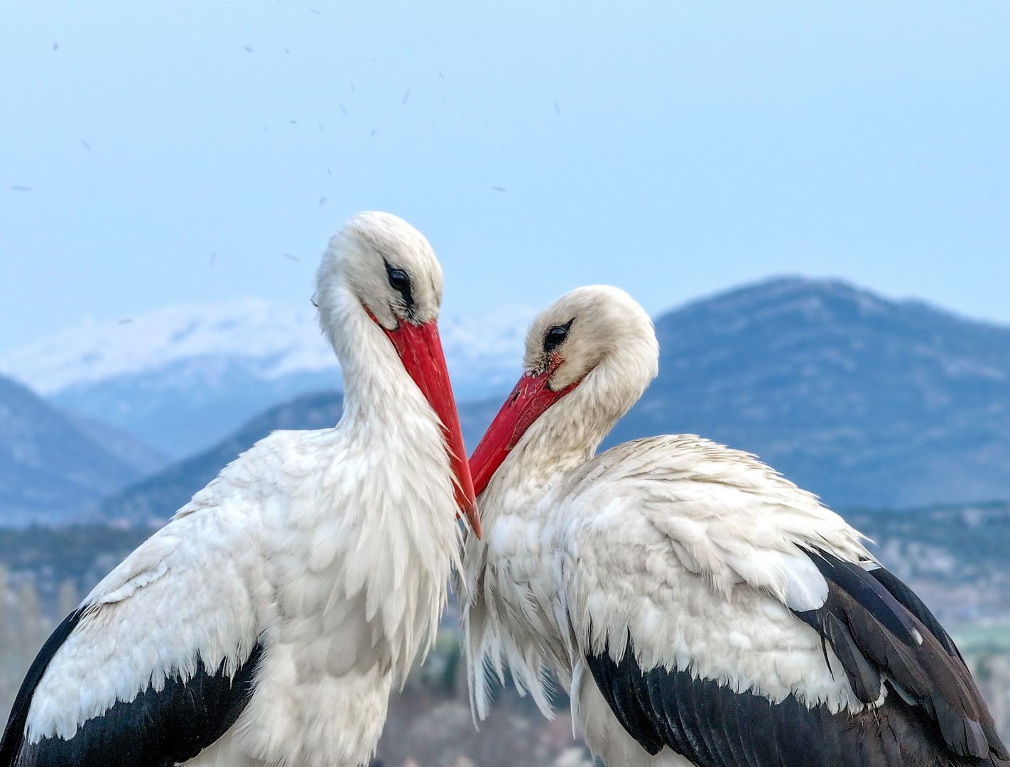 BEYŞEHİR’İN LEYLEKLER VADİSİ’NDE KULUÇKA HEYECANI