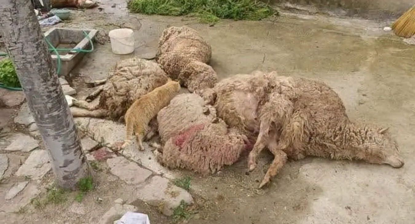 ÇUMRA'DA KURT KÖPEĞİ ALARMI