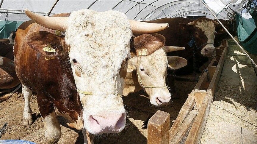 KURBAN BAYRAMI ÖNCESİ HAYVAN HASTALIKLARINA KARŞI TEDBİRLER ARTIRILDI