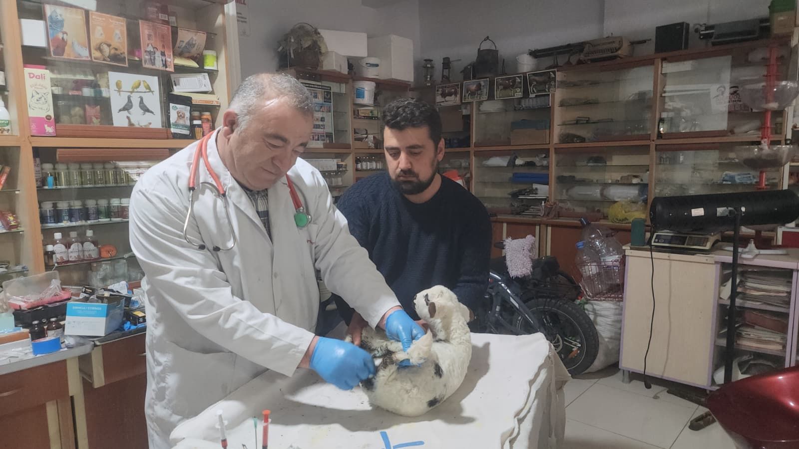 KUZU AMELİYATLA HAYATA TUTUNDU