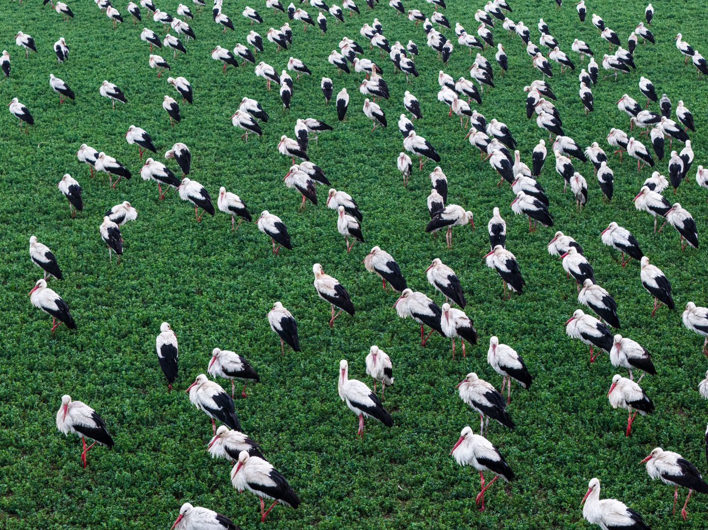 LEYLEKLERİN KONYA MOLASI