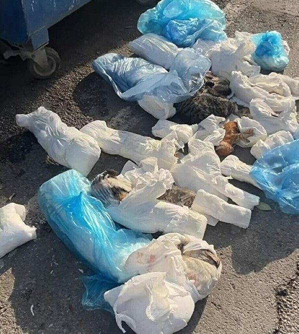 33 ÖLÜ KEDİNİN ŞÜPHELİ VETERİNERİ SERBET BIRAKILDI