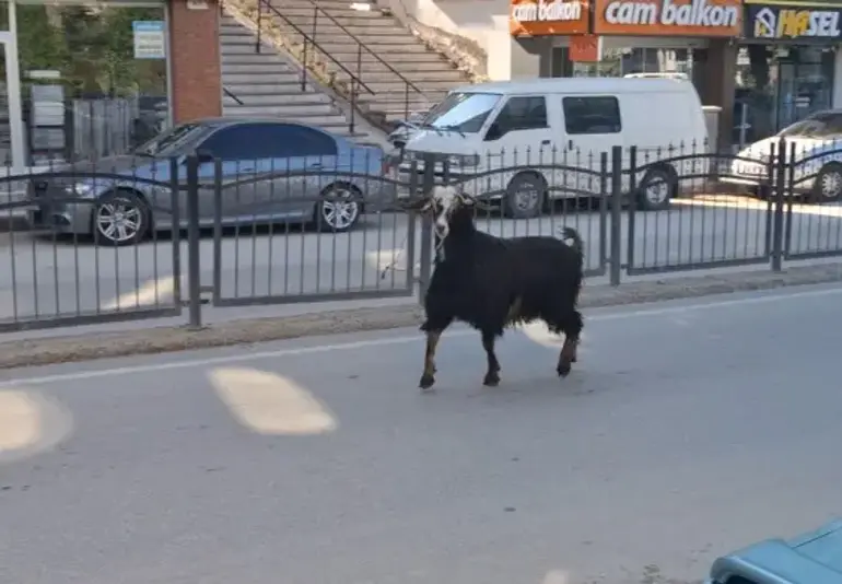 KAÇAN KURBANLIK KEÇİ ZOR ANLAR YAŞATTI