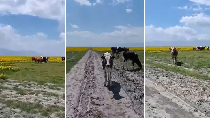 KORUNMAYA ÇALIŞILAN EBER GÖLÜNDE HAYVAN OTLATI